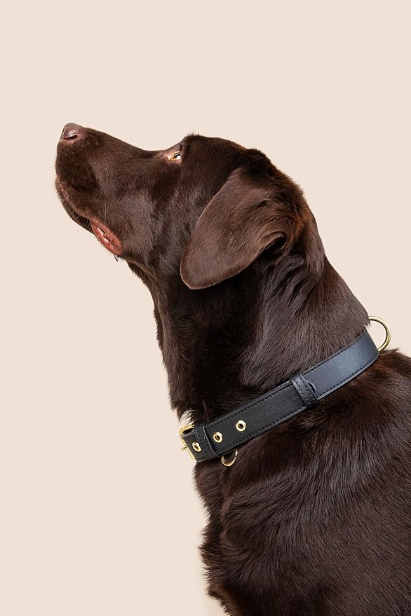 Two Tails Pet Company Cactus Vegan Leather Dog Collar, Adjustable Pet Collar with Gold Hardware and D Rings for Leash and ID Tag for Dogs and Puppies, Easy to Clean & Eco Friendly, Black, Size Small