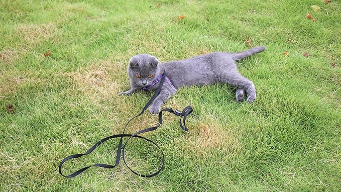 AMAGOOD 6 FT Cat Leash, Strong and Durable Traditional Style Leash with Easy to Use Collar Hook,Cat Lead Great for Cats (3/8 in x 6 ft,Black and Green(2-Pack))