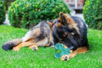 Dog Chew Toys for Aggressive Chewers Large Breed,Indestructible Bones Toy，Durable Cleaning Toothbrush Natural Rubber Dog Toys… (Blue)