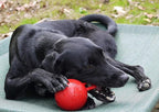 Jolly Pets Tug-n-Toss Heavy Duty Dog Toy Ball with Handle, 4 Inches/Petite, Red