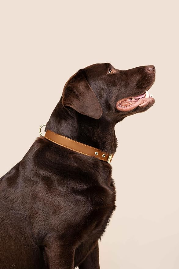 Two Tails Pet Company Cactus Vegan Leather Dog Collar, Adjustable Pet Collar with Gold Hardware and D Rings for Leash & ID Tag for Dogs and Puppies, Easy to Clean & Eco Friendly, Caramel, Size Medium