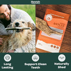 Mountain Valley Moose Antlers for Dogs - 100% Natural & Organic Chew for Aggressive Chewers, No Odor, No Mess, Long Lasting - Wild-Foraged Naturally Shed Antlers in USA - Grade A, Whole Large (1 Pack)