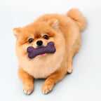 Playology Dog Toys | Dual Layer Bone Durable Chew Toy Bone for Dogs (Value 3-Pack) | Small Bacon Scented Toy - Easy to Clean and Made from Non Toxic Materials