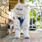 Voyager Step-in Lock Adjustable Cat Harness w. Cat Leash Combo Set with Neoprene Handle 5ft - Supports Small, Medium and Large Breed Cats by Best Pet Supplies - Royal Blue/Black Trim, XXXS