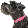 Wild One Dog Collar, Easy-Clean, All Weather Flex-Poly Strap with Metal, Durable, Dirt and Odor Resistant (Cosmopolitan, XL)