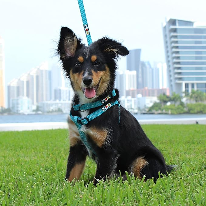 Pawtitas 6 FT Recycled Dog Leash with Reflective Stitched Thread Stitched on Side| Medium Reflective Dog Leash Made from Plastic Bottles Collected from Oceans – Pink 6 ft Dog Leash