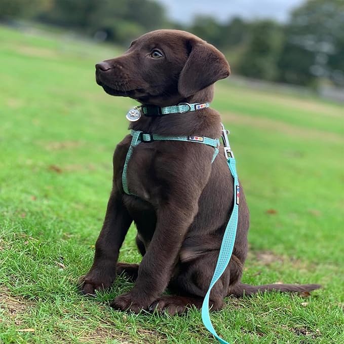 Pawtitas 6 FT Dog Leash - Reflective, Comfortable Handle, Heavy Duty Training Leash, Small Dog, Teal