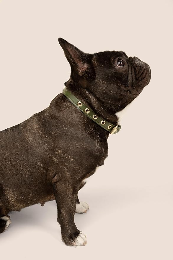 Two Tails Pet Company Cactus Vegan Leather Dog Collar, Adjustable Pet Collar with Gold Hardware and D Rings for Leash and ID Tag for Dogs and Puppies, Easy to Clean & Eco Friendly, Green, Size Large