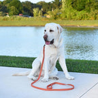 Dogline Biothane Waterproof Dog Leash Strong Coated Nylon Webbing with Black Hardware Odor-Proof Easy to Clean High Performance for Small or Large Dogs Made in USA 2 ft Lead, Coral