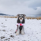 GMF29M Winter Dog Coat - Waterproof & Windproof Jacket, Reversible Vest, Thick Soft Coats for Small, Medium & Large Dogs, with Leash Hole