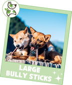 Nature Gnaws Large Bully Sticks for Dogs 11-12" (5 Count) - Thick Long Lasting for Aggressive Chewers and Large Dogs - Natural Beef Dog Chew Bones