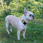 Reflective Dog Collar Padded with Soft Neoprene Breathable Adjustable Nylon Dog Collars for Small Medium Large Dogs (Medium (Pack of 1), Vanilla Collar+Leash)