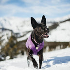 Kurgo Loft Dog Jacket - Reversible Cozy Coat for Outdoor Adventures - Water Resistant - Athletic Fit - Machine Washable Fabric - Reflective Dog Gear - Large - Deep Violet