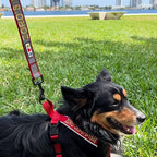 Pawtitas Personalized Dog Leash Embroidered Customize Your Pet Name & Phone Number Puppy Reflective 6 ft Long Large Red Custom Tag Name, Red Reflective 🔦 Padded