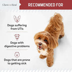 Dog UTI Treatment Cranberry Supplement for Dogs, 120 Soft Chews - Natural Urinary Tract Infection Support and Healthy Bladder Control – Made with Echinacea and Vitamin C