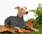 Dog Sweaters for Small Dogs Girls Boys, Striped Pet Sweaters for Fall Winter Dog Clothes, Turtleneck Pullover Knitwear for Small Medium Large Dogs
