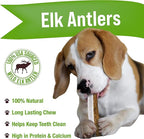 Buck Bone Organics Dog Chews, Antlers for Dogs, Premium Natural Elk, Long Lasting Dog Bones for Aggressive Chewers, No Preservatives, Wild Shed in The USA (Medium 2 Pack)