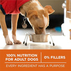 Purina ONE Plus Healthy Weight High-Protein Dog Food Dry Formula - 31.1 lb. Bag