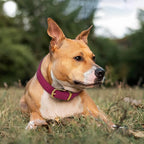 Leather Dog Collar - Heavy Duty Adjustable Soft Padded Pet Collars for Small Medium Large Dogs Breed - Black Green Brown Pink Red Blue (Pink, XL, 19"-24" Neck Fit)