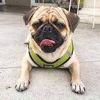 Best Pet Supplies Voyager Step-in Air Harness - All Weather Mesh, Reflective, No Pull Harness for Dogs, Cats - Secure with Hook & Loop Fastener, Buckle, Double D-Rings - Lime Green/Black Trim, XXS