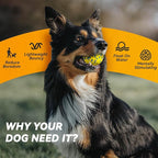 2Pcs Dog Balls, Tennis Balls for Dog Aggressive Chewers, for Large Medium Small Puppy, Training Catch&Fetch, Water Floats Toys, Yellow