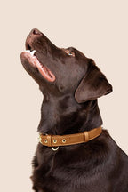 Two Tails Pet Company Cactus Vegan Leather Dog Collar, Adjustable Pet Collar With Gold Hardware and D Rings for Leash and ID Tag for Dogs and Puppies, Easy to Clean & Eco Friendly, Caramel, Size Small
