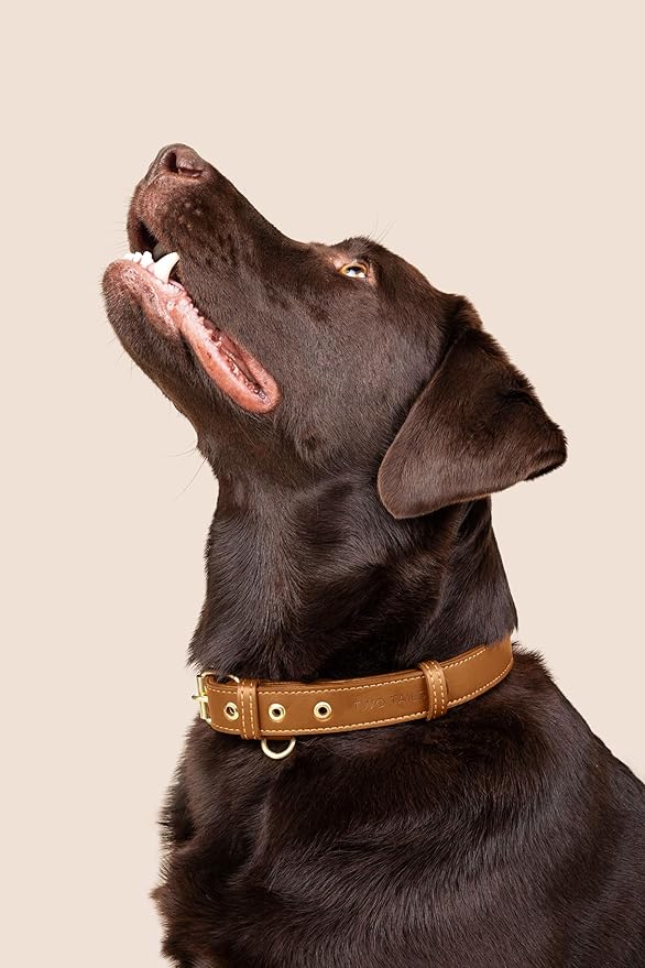 Two Tails Pet Company Cactus Vegan Leather Dog Collar, Adjustable Pet Collar with Gold Hardware and D Rings for Leash & ID Tag for Dogs and Puppies, Easy to Clean & Eco Friendly, Caramel, Size Medium