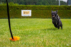 Dingo Dog Tug of War Toy - Outdoor Dog Toy with Long Lead for Training, Shaggy Dog Toy, Soft Nubby-Textured, Noodle Plush with, Motivation and Fun 15577, Assorted Colors