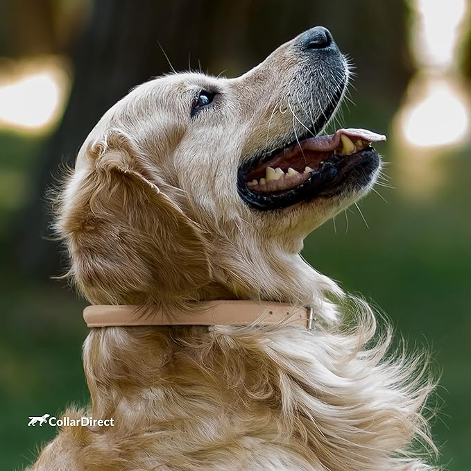 CollarDirect Rolled Leather Dog Collar, Soft Padded Round Puppy Collar, Handmade Genuine Leather Collar Dog Small Large Cat Collars 13 Colors (13-16 Inch, Beige Textured)