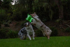 Chuckit! Flying Glow Squirrel Fetch Dog Toy, (10.5 Inch Length), Glow in The Dark Dog Toy, Pack of 1, Size Medium, for All Breeds and Sizes