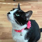 azuza 2 Pack Cat Collar Floral with Bell and Removable Flower Bowtie Breakaway Adjustable Velvet Fabric Cat Collar for Pets and Daily Decoration, Light Pink & Dark Pink