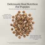 Now Fresh Grain-Free Dry Puppy Food with Turkey, Salmon & Duck, Healthy Kibble for Growing Dogs with Real Meat & Fish, Chicken-Free, Enhanced with Pumpkin & Probiotics for Good Digestion, 22 lb Bag