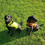 SafetyPUP XD Lite Dog Vest. Coverage to Mid Back. Reflective Hi Visibility Fluorescent Yellow Fabric Helps to Keep Them in Sight and Safe On and Off Leash.