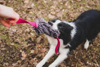 Dingo Dog Tug of War Toy - Outdoor Dog Toy with 2 Handles for Training, Shaggy Dog Toy, Soft Nubby-Textured, Noodle Plush with, Motivation and Fun, 15576, Assorted Colors