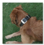 Studded Leather Dog Collar – Durable Adjustable Collar, Black Large