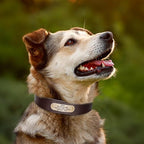 Didog Genuine Leather Dog Collars with Engraved Nameplate, Personalized Soft Leather Dog Collar with Custom ID Tag, Brown/Green/Red for Small Dogs (M,Brown)