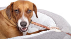 Vitakraft Dog Bully Sticks, 12 inch, 5 Count, 12 oz.