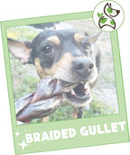 Nature Gnaws Braided Beef Gullet Chews for Dogs 5-6" (10 Count) - Long Lasting for Small and Medium Dogs - Natural Beef Jerky Dog Chew Bones