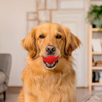 Playology Dog Toys | Dual Layer Ball Durable Chew Toy for Aggressive Chewers | Jumbo Beef Scented Toy - Easy to Clean and Made from Non Toxic Materials