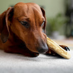 Wildfang® Coffee Wood Dog Chew, Medium - Tough Chew Toys for Aggressive Chewers, Dog Teething Toys for Puppies, Training for Chewing Muscles, Coffee Tree Sticks for Medium Dogs (33-55 lbs), Pack of 3
