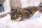 SmartyKat Frisky Flyer Feather Wand Cat Toy, Extendable Up to 24" - Blue, One Size