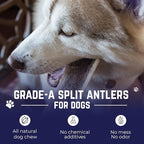 Devil Dog Pet Co. Split Elk Antlers for Dogs, Small 4"+, 2 Pack, Grade A Long Lasting Chew for Aggressive Chewers, Premium USA Naturally Shed Antler – Healthy, No Odor, Durable Dog Chew