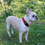Reflective Dog Collar Padded with Soft Neoprene Breathable Adjustable Nylon Dog Collars for Small Medium Large Dogs (Small (Pack of 1), Red Collar+Leash)