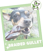 Nature Gnaws Braided Beef Chews for Dogs 5-6" (3 Count) - Long Lasting for Small and Medium Dogs - Natural Beef Gullet Jerky Dog Chew Treats