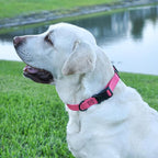 Dogline Biothane Waterproof Dog Collar with Quick Release Buckle Strong Coated Nylon Webbing with Odor- Proof for Easy Care Easy to Clean Fits Small Medium Large Dogs, Pink 5/8" W 9-14" L