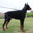 Lovelonglong Ribbed Dog T-Shirt Cotton Knitted Dog Sweaters for All Season Pet T-Shirts for Large Medium Small Dogs Black S