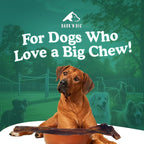 BARK'N BIG 12 Inch Monster Bully Sticks for Large Dogs - Colossal Bullarge Size - Made in USA - Single Ingredient Dog Chew - Super Premium Pizzle Sticks - Jumbo Beef Pizzles for Large Breeds - 1 ct