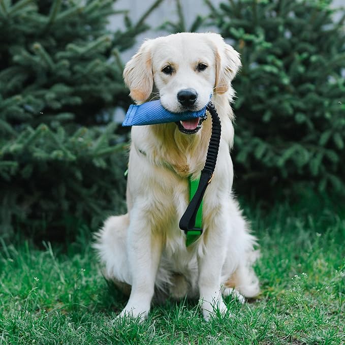 Dingo fire Hose tug Toy for Dog with Strong Bungee Handle, Long Toy for Dog Training, Agility Sport, tug of war, Handle 11-19in Blue 15670