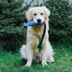 Dingo fire Hose tug Toy for Dog with Strong Bungee Handle, Long Toy for Dog Training, Agility Sport, tug of war, Handle 11-19in Blue 15670