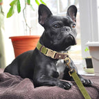 Didog Soft PU Leather Dog Collars for Medium Dogs,Classic Adjustable Dog Collars with Quick Release Metal Buckle,Easy Clean and Comfortable with Nylon Lining,Olive Green,M Neck 13-19"